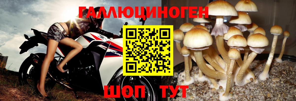 Галлюциногенные грибы GOLDEN TEACHER  Вход с VPN  Оренбург 